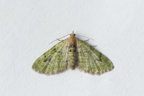 Réf. 206 890 : Chloroclystis v-ata